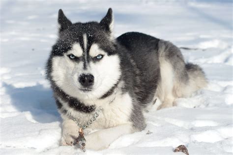 siberian hahasky|Siberian Hahasky – GNTAI.NET.
